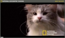 Documentary National Geographic: 'Science of Cats'